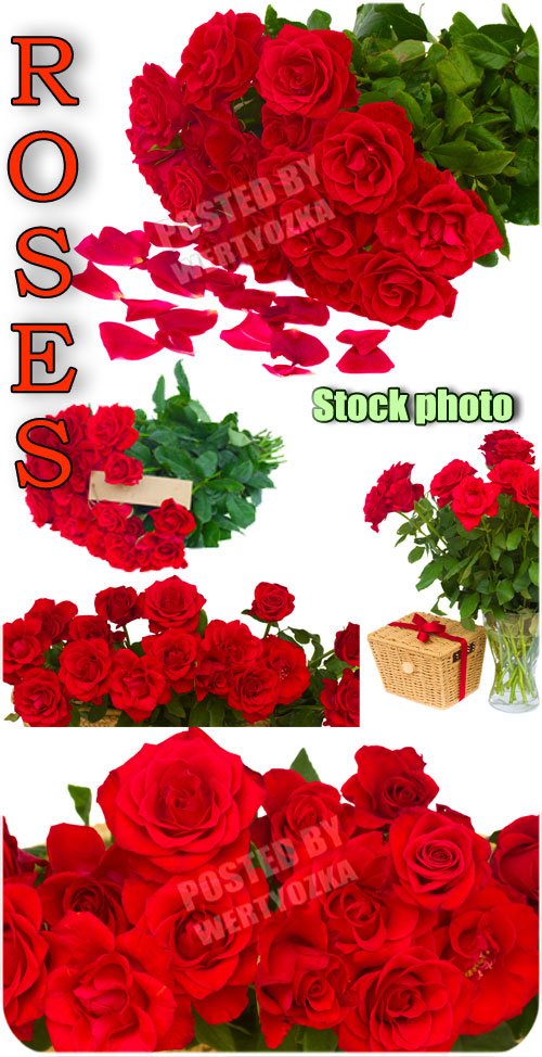 Розы, букеты роз, цветы / Roses, bouquets of roses, flowers - Raster clipart