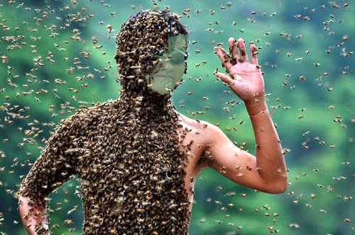  Шаблон psd - Весь в пчелах 