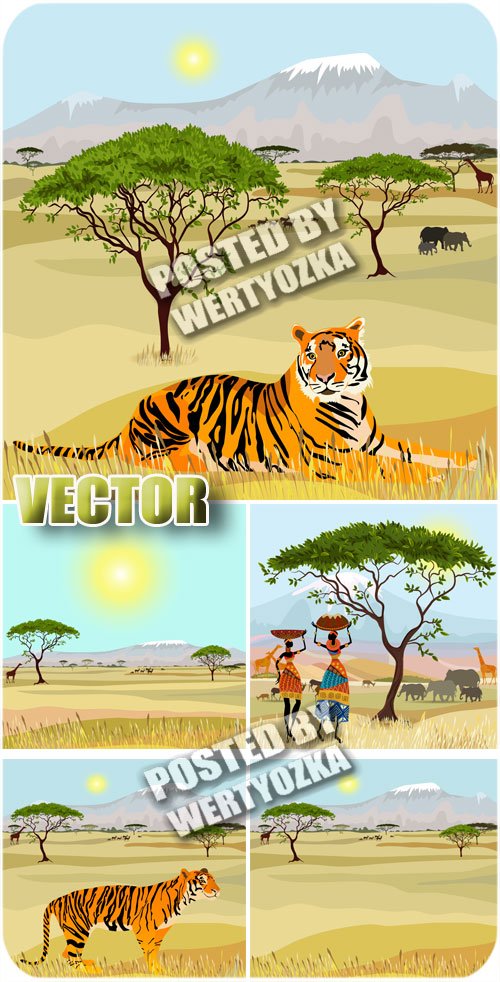 Африка, фоны с тигром / Africa , backgrounds with tiger - stock photos