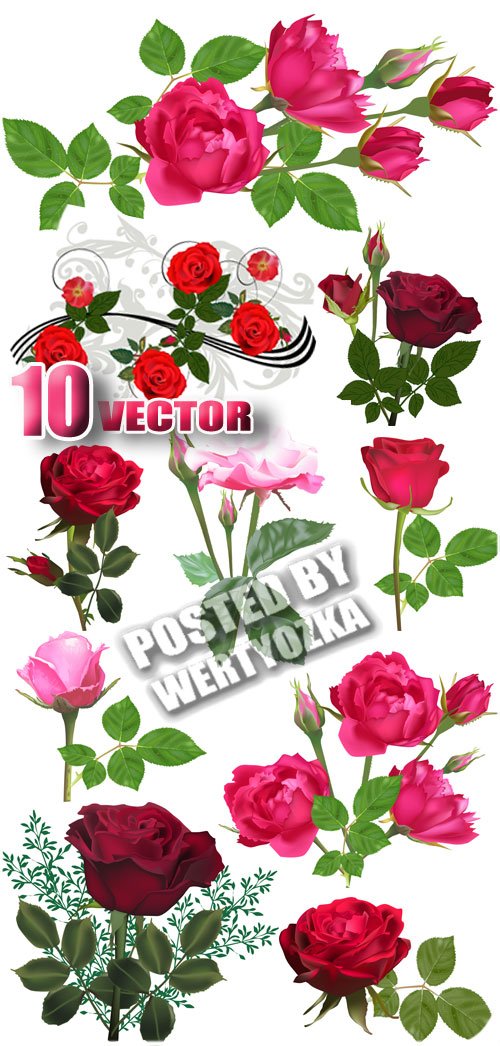 Красивые розы / Beautiful roses - stock vector
