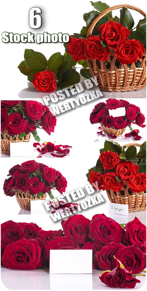 Розы, корзины с розами и карточками для текста / Roses - stock photos