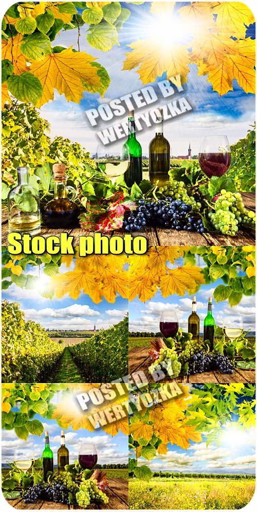 Вино, виноградники / Wine, vineyards - stock photos