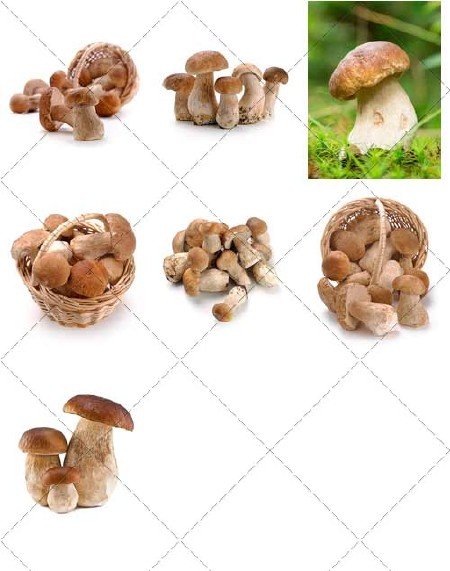 Белые грибы, деликатес | Mushrooms delicious - Стоковый клипарт