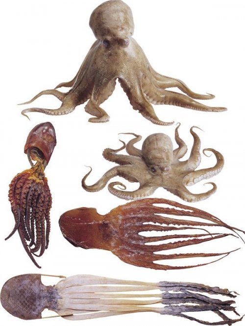 Фотосток: осьминоги живые и сушеные