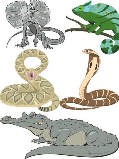 Рептилии в векторе: крокодил, змея, черепаха, ящерица и игуана