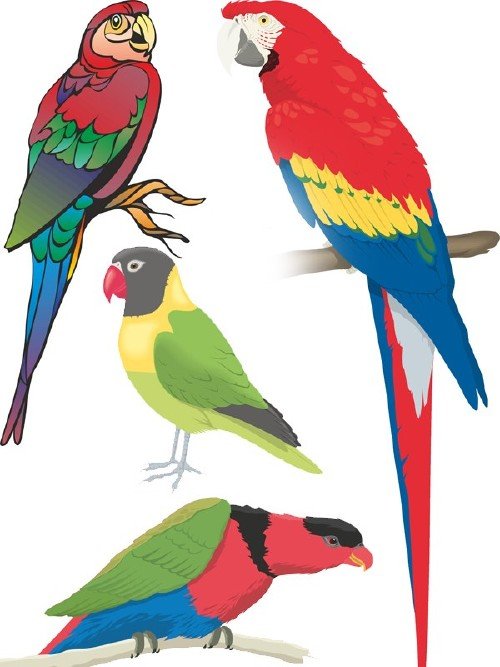 Векторный сток: птицы - попугаи