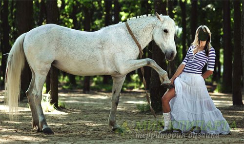  Шаблон женский - Фотосессия с красивой лошадью 