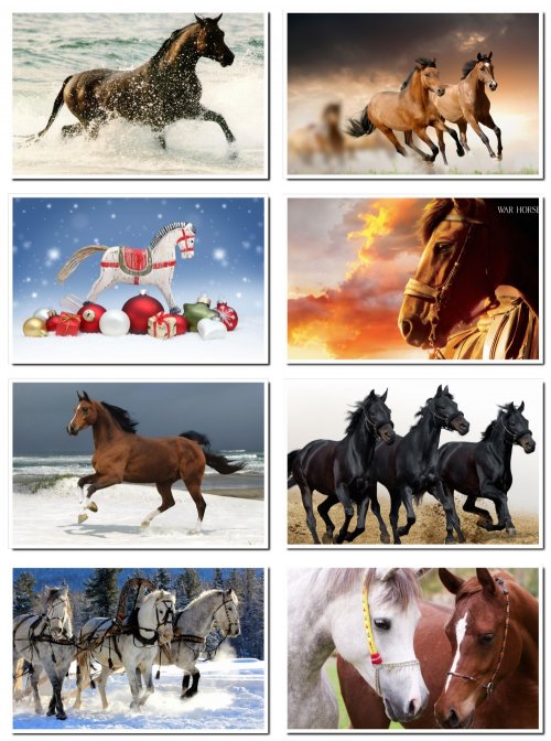 Лошадь – символ года, фотосток , 61 jpeg
