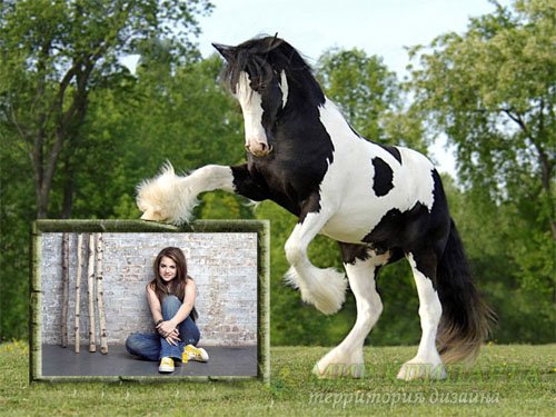  Рамка для фотошопа - Красивая бело-черная лошадка и ваше фото 