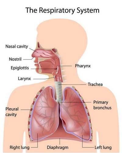 Анатомия и заболевания / Anatomy & Illness [EPS]