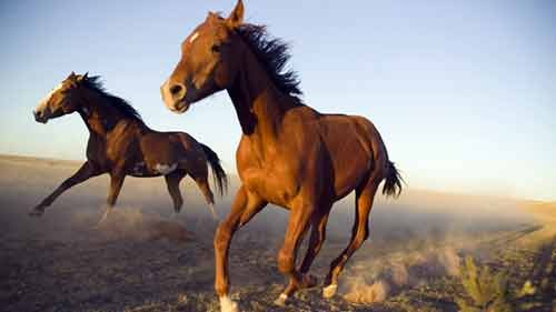 Изысканные и исключительно отменные лошади