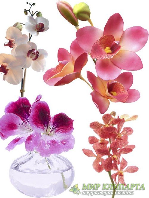 Орхидея - цветочный фотосток (часть вторая)