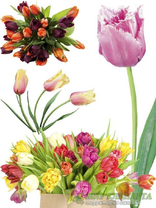 Тюльпаны - цветочный фотосток (часть первая)