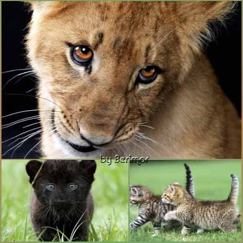 Великолепные  и многообразные тигрята, львата и котята