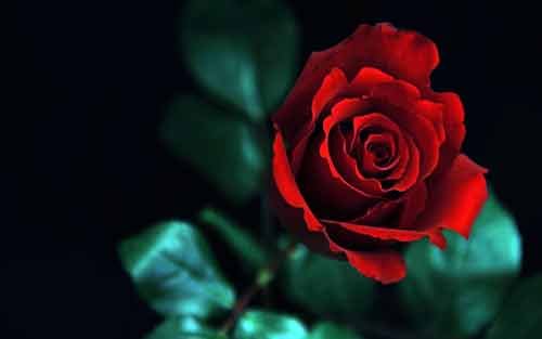 Всевозможные и неимоверно  прекрасные розы