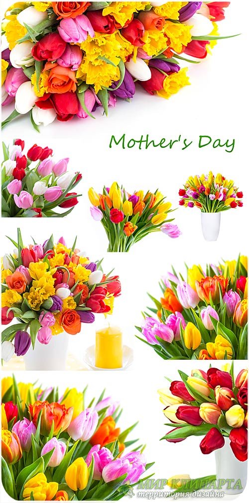 Тюльпаны,  день матери - сток фото 