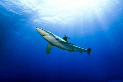 Необычайные акулы и невероятные дельфины