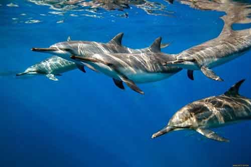 Необычайные акулы и невероятные дельфины