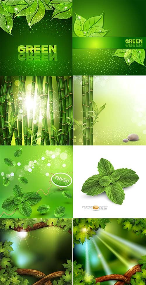 Векторные эко бэкграунды с бамбуком, мятой и зелеными листьями