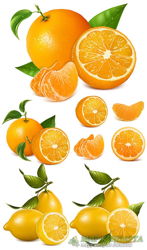 Апельсин, лимон, цитрус в векторе