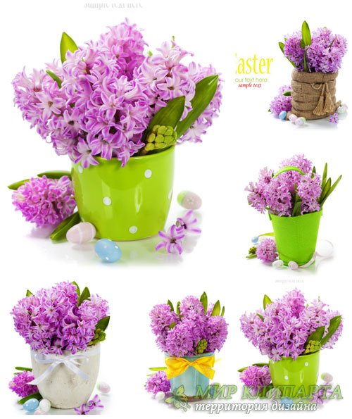 Гиацинт, весенние цветы, пасха - сток фото