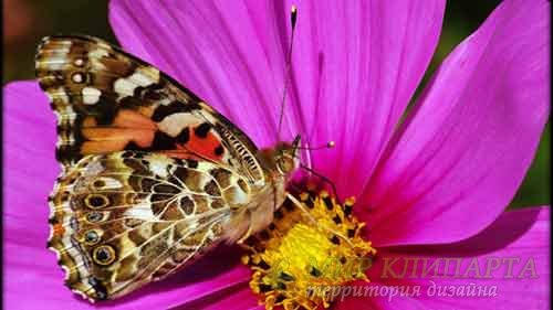  Удивительно пышный мир бабочек