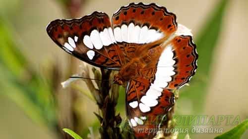  Удивительно пышный мир бабочек