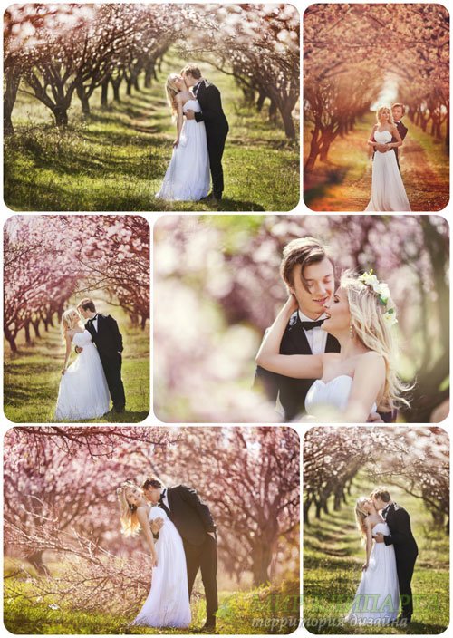 Жених и невеста в цветущем саду - сток фото