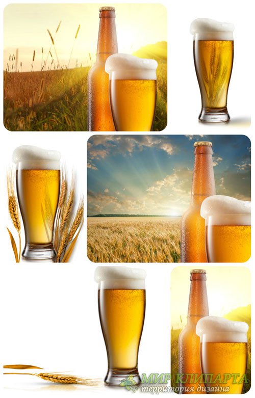 Пиво на фоне пшеничного поля - сток фото