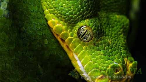  Чудесные и различные змеи