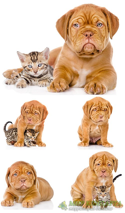 Бордоский дог, маленький щенок с котенком / Dogue de Bordeaux, a little puppy with a kitten - Stock photo