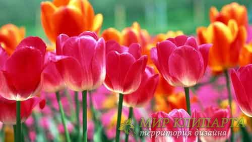  Всевозможные фото прелестных тюльпанов