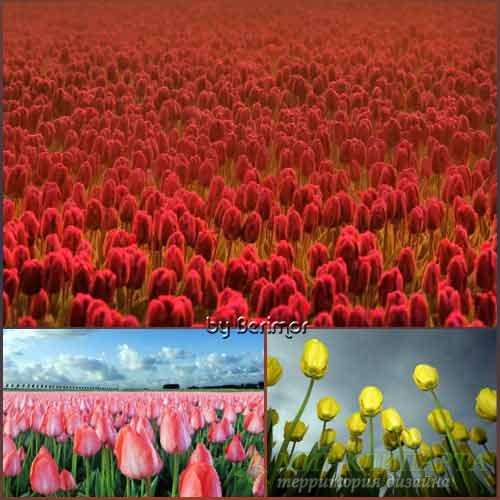  Всевозможные фото прелестных тюльпанов