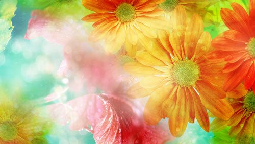 Футаж-Цветочный фон ромашки