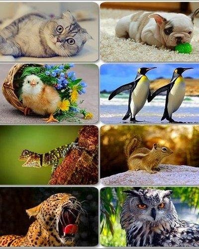 Funny Animals Wallpapers 1