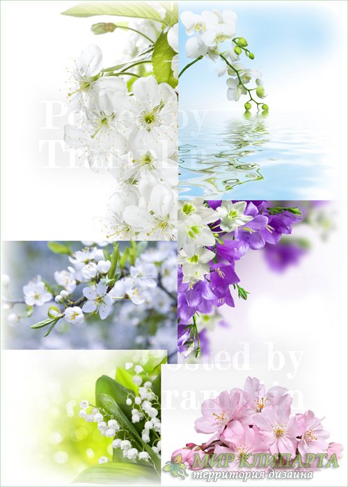 Весенние цветы – Красивые нежные фоны