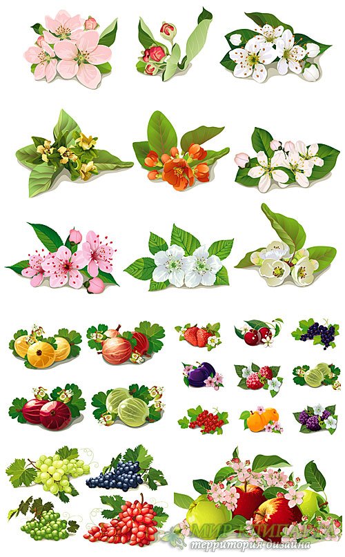 Весенние цветы, фрукты и ягоды в векторе / Spring flowers, fruits and berries vector