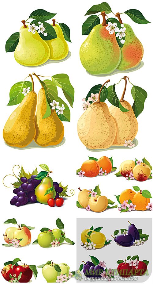 Фрукты в векторе, груши, яблоки / Vector fruit, pears, apples