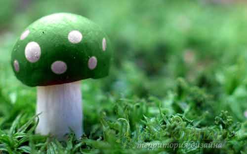  Разнообразные фото отличных грибов