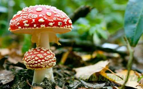  Разнообразные фото отличных грибов