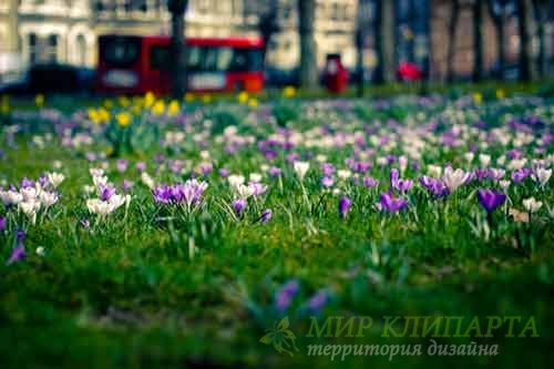  Фото поражающей и великолепной весны