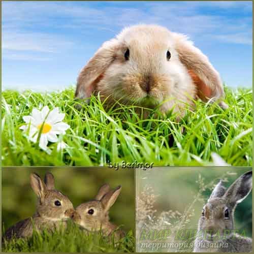  Красивые кролики на многообразных фото