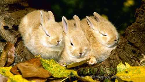  Красивые кролики на многообразных фото