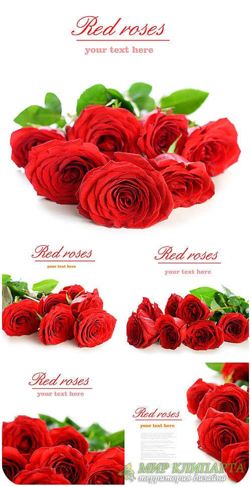 Красные розы, букеты цветов  / Red roses, bouquets of flowers