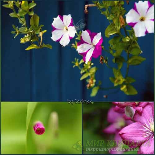  Цветы разные и отличные фото