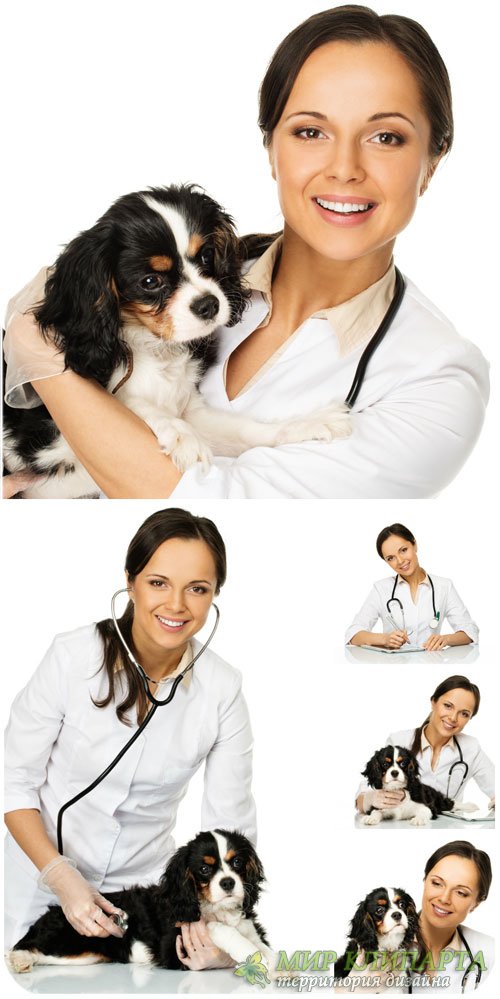 Ветеренарный доктор с собачкой / Veterinary doctor with a dog - Stock Photo