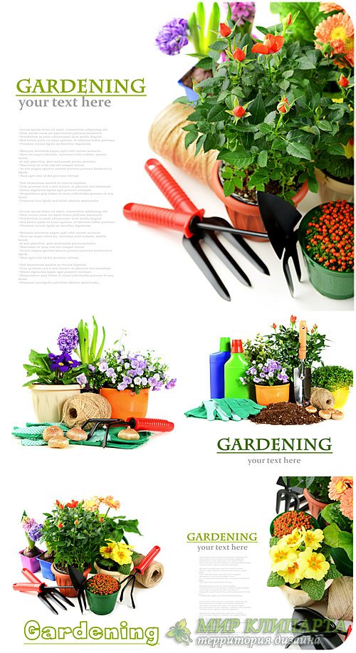 Садоводство и цветоводство / Gardening and Floriculture - stock photos