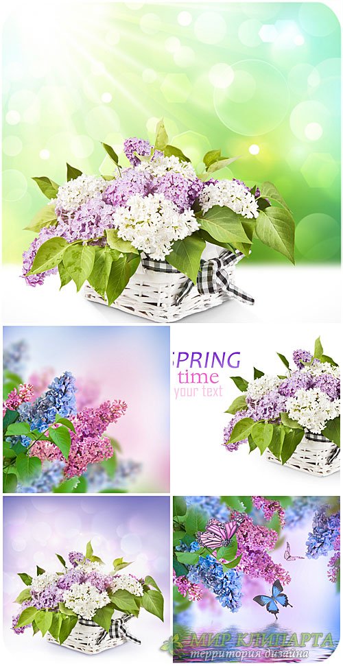 Сирень и бабочки / Lilac and butterfly - Stock photo