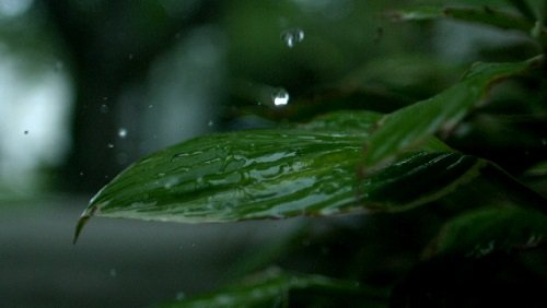 Футаж Падающие Капли на Листву HD / Slow Motion Rain on Plant HD