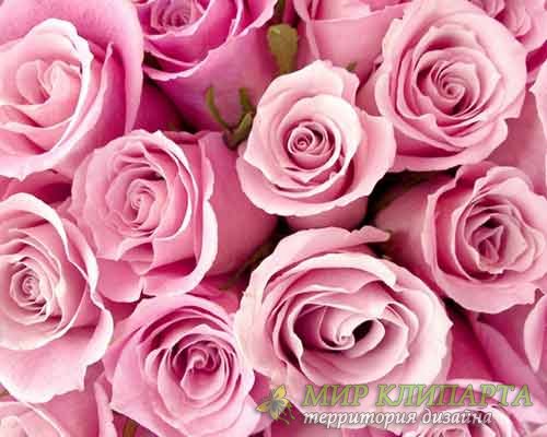  Очаровательные и многообразные розовые обои